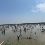 Floods Cause Deforestation in Unity State