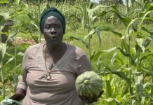 Farmers in Wau Aim Beyond Home Consumption