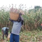 Master’s degree holder in Warrap resort to farming