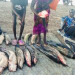Booming Fish Business in Unity State Lowers Prices to 6,000 SSP
