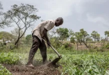 Farmers Urged to Strengthen Agricultural Efforts for Self-Sustainability