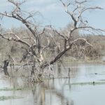 Floods Trigger Natural Deforestation in Unity State, Sparking Environmental Concerns Among Residents