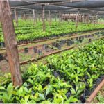 Over 1,000 Farmers Shift to Coffee Plantations for Livelihood in Western Equatoria