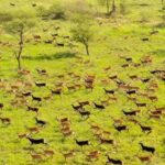 Communities are encouraged to Rear Domestic Animals and protect Wildlife