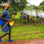 Pastoralists and Farmers in Wau hold Historic Dialogue