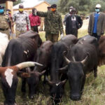 Over 1,000 Cattle Herds Pushed Back to South Sudan by Ugandan Security Forces